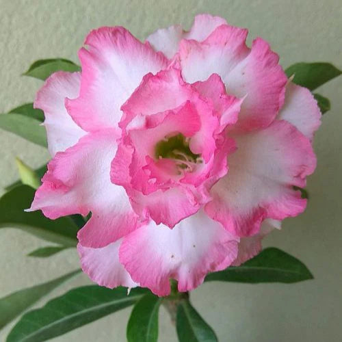 Rose Variety Adenum Flower Plant For Home Garden - Naturemart.in