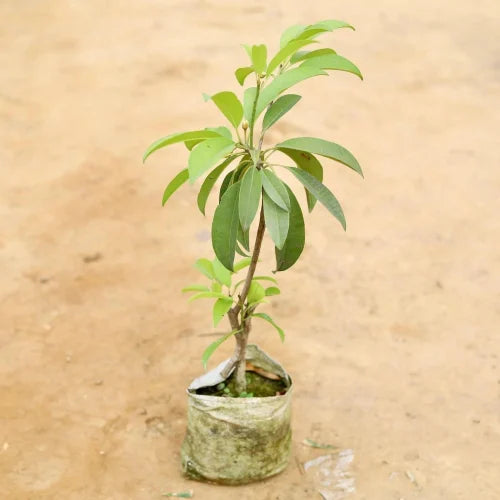 Cricket Ball Chiku(Grafted)plant - Naturemart.in