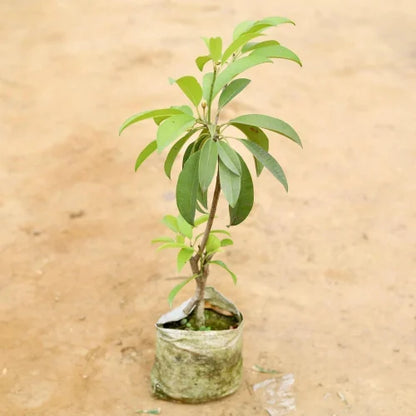 Cricket Ball Chiku(Grafted)plant - Naturemart.in