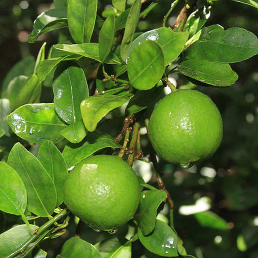 Table Lemon Fruit Plant - Naturemart.in