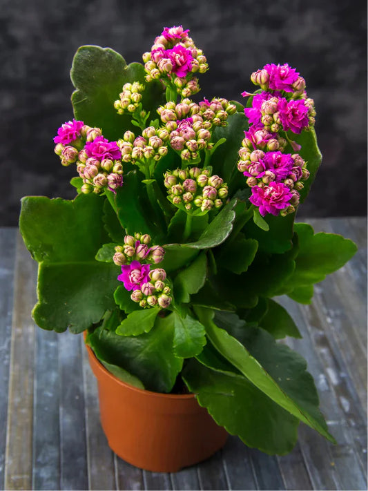 Florist Kalanchoe Flowers Plants (Pink) - Naturemart.in
