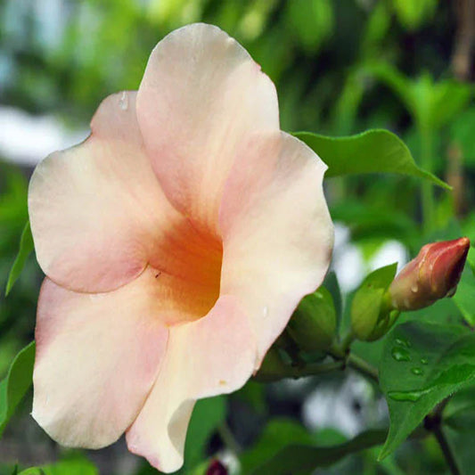 Allamanda Flowers Plant-Pink Colour - Naturemart.in