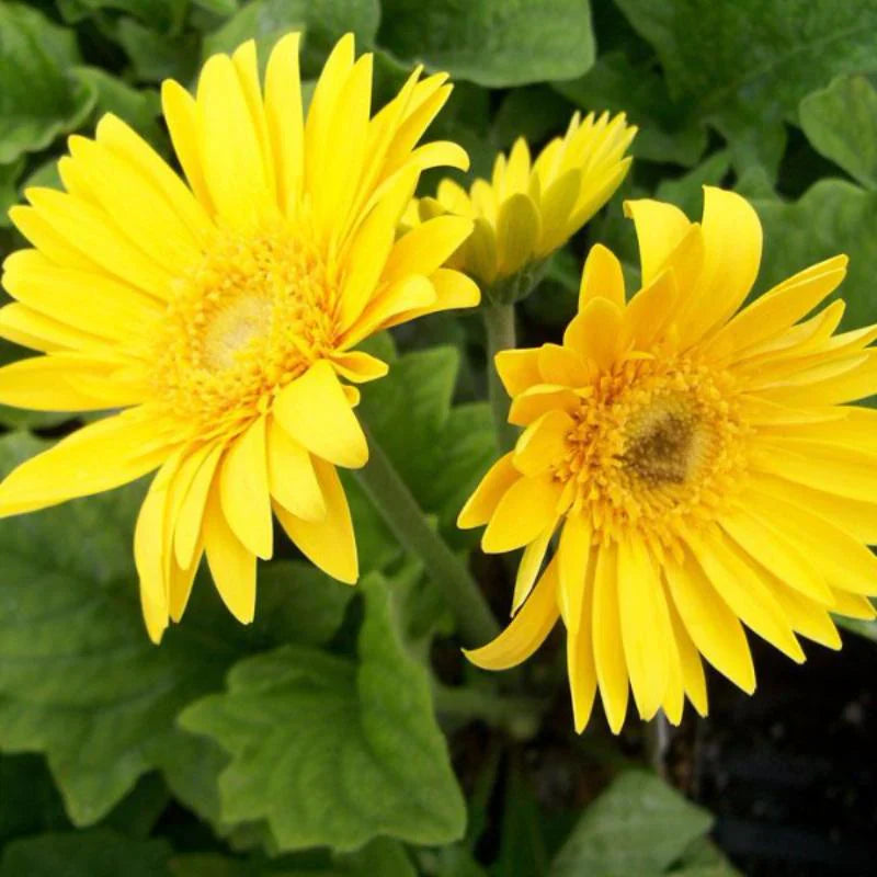 Gerbera  Perennial Flower Plant (Yellow) - Naturemart.in