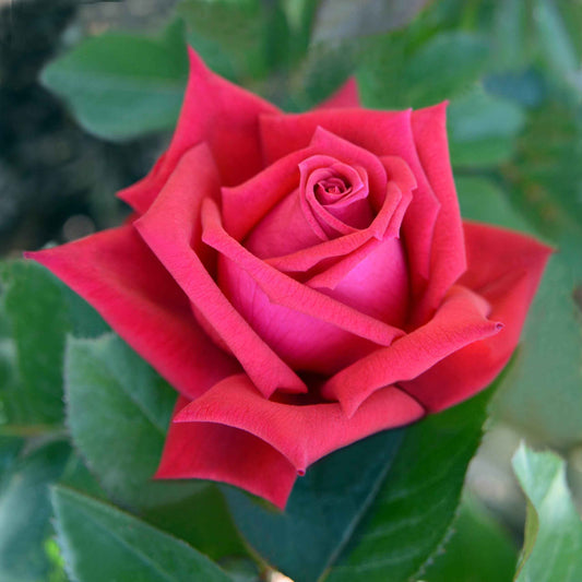 Hybrid Grafted Rose Plant For Gardening