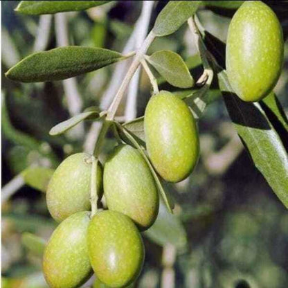 Italian Verity Sweet Olive Plant For Gardening
