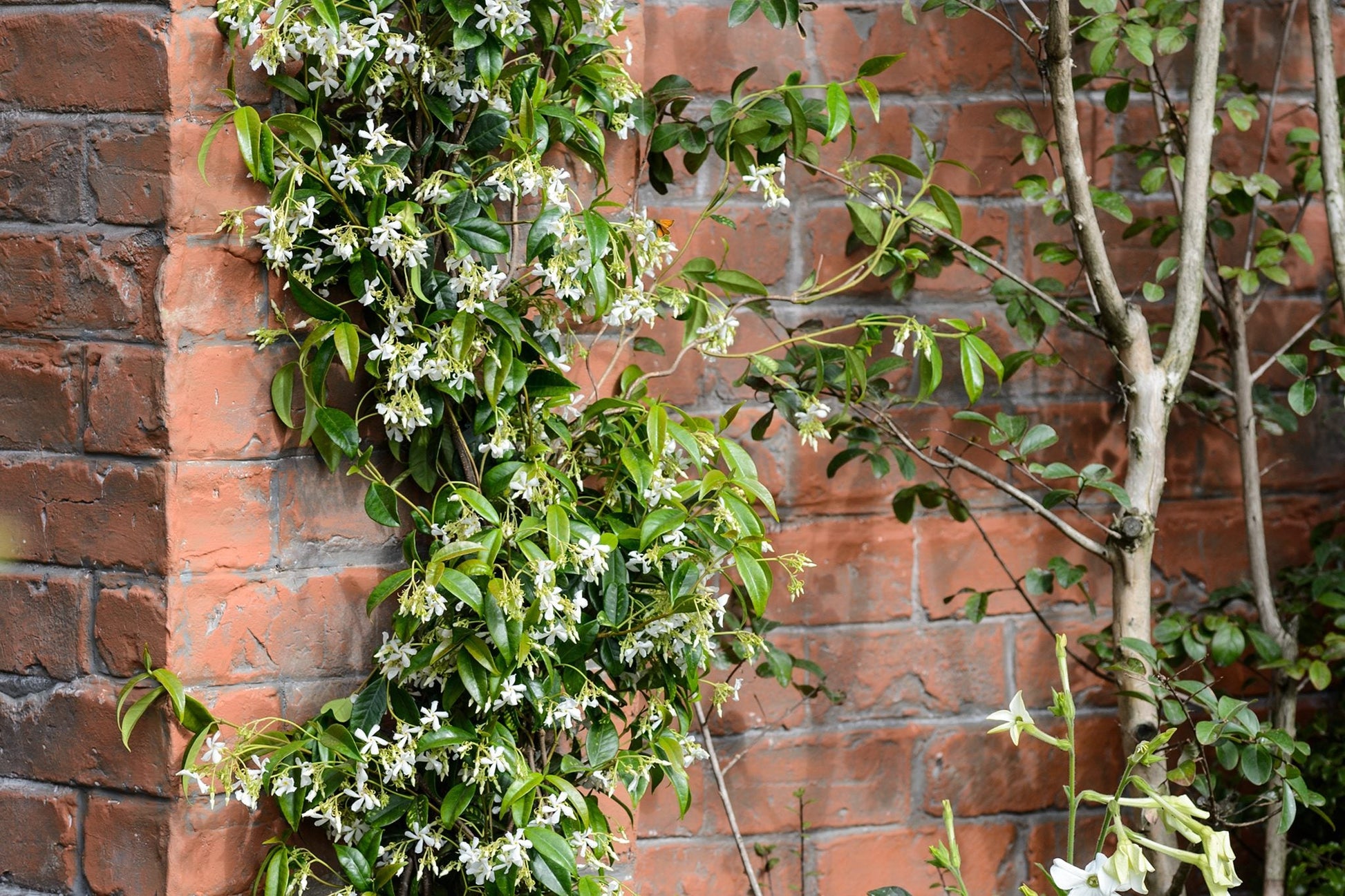 Day creeper  jasmine flower plant - Naturemart.in