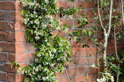 Day creeper  jasmine flower plant - Naturemart.in