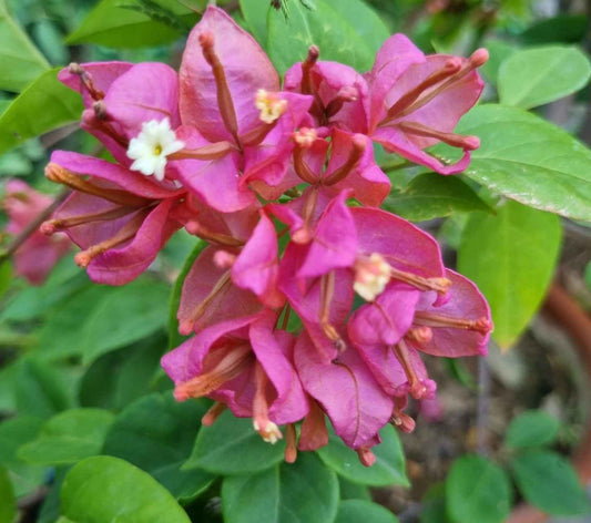 Tanglong Pink Bougainvillea flower plant