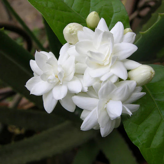 Jasmine Mini/Mogra  Flowering Plant - Naturemart.in