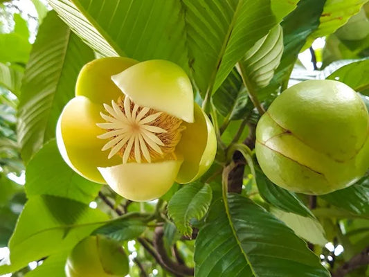 All Time Chalta / Elephant Apple- Plant - Naturemart.in