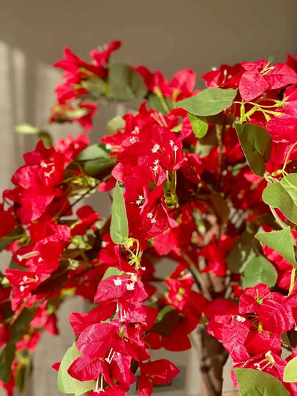 Red Diamond Bougainvillea flower plant