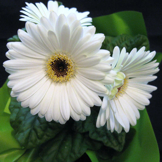 Gerbera  Perennial Flower Plant (white) - Naturemart.in