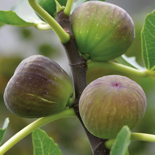 Fig Puna/Anjeer- Fruit Plants & Tree - Naturemart.in