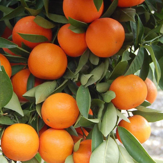 Satsuma Orange Fruit Plant(Grafted) - Naturemart.in