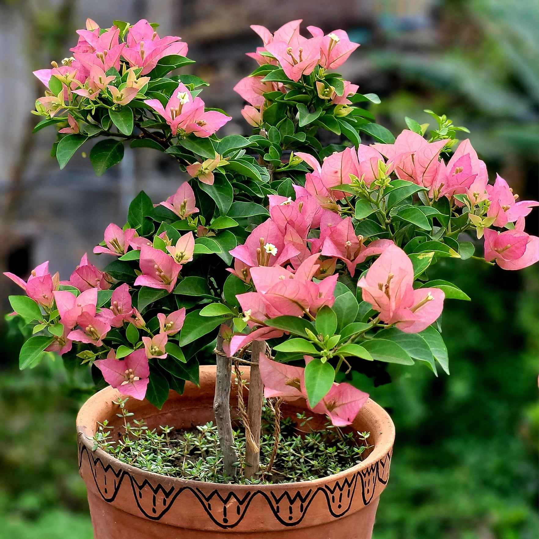 Kayata Bougainvillea flower plant