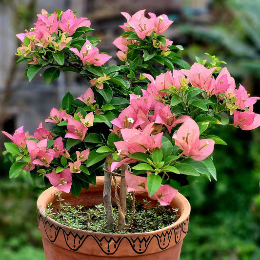 Kayata Bougainvillea flower plant