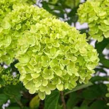 Hybrid Hydrengea Flowers Plant-Green - Naturemart.in