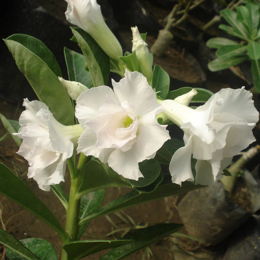 Grafted Rosy Verity Adenium Plant( White Colour ) - Naturemart.in