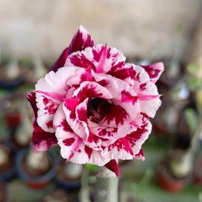 Rose Variety Adenum Flower Plant For Home Garden - Naturemart.in