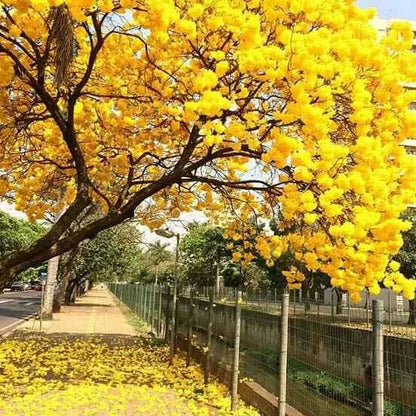 Tabebuia Rosea (Rosy Trumpet Tree)