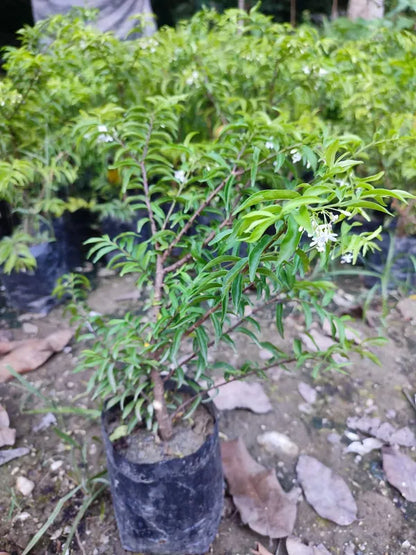 Water Jasmine Bonsai - Naturemart.in