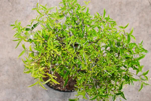 Water Jasmine Bonsai - Naturemart.in