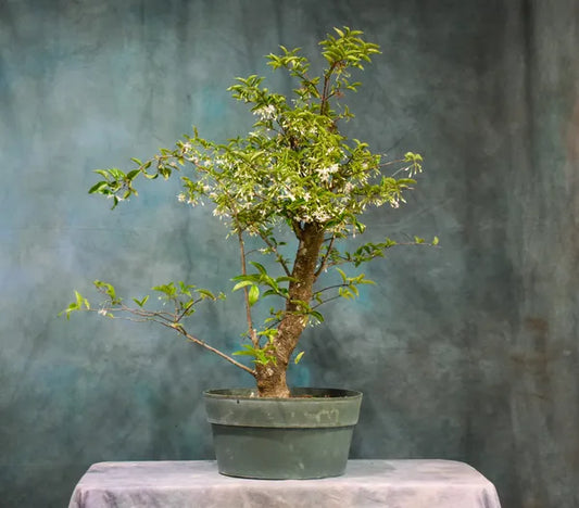 Water Jasmine Bonsai - Naturemart.in