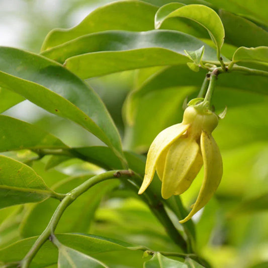 Hari Champa Flowers plants - Naturemart.in