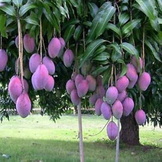 Irwin Purple Mango Fruit  Plant - Naturemart.in