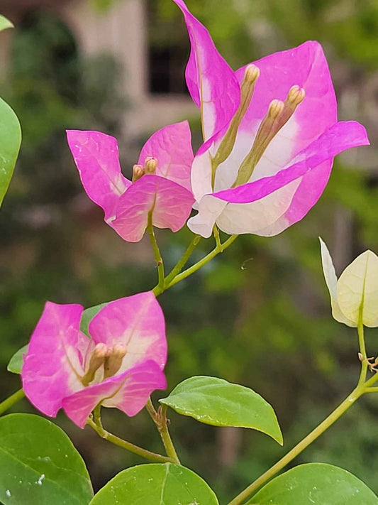Lipstick Bougainvillea flower plant