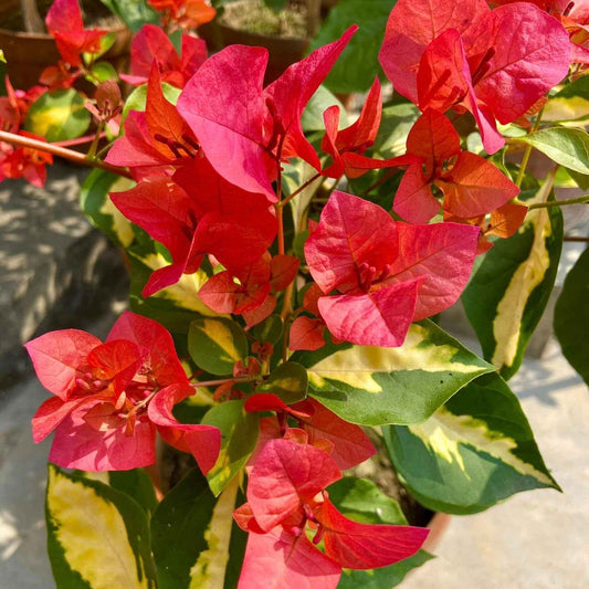 Thimma Red Bougainvillea Top Rare (grafted)