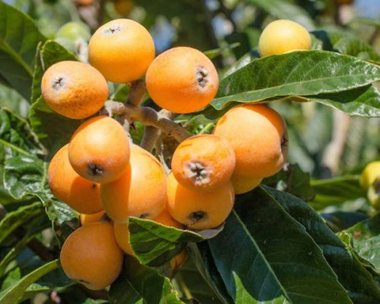 Hybrid Loquat Fruit Plant Grafted - Naturemart.in