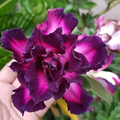 Rose Variety Adenum Flower Plant For Home Garden - Naturemart.in