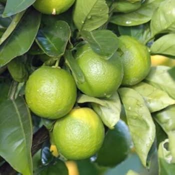 Thai Patti Lemon Fruit Plant - Naturemart.in
