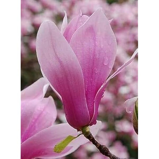 Champa Pink Colour Flower Plant - Naturemart.in