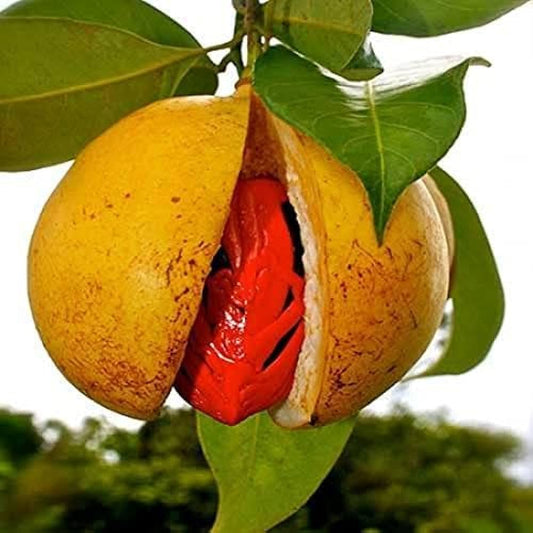Jayaphal And Jatiphal -Spices  Plants - Naturemart.in