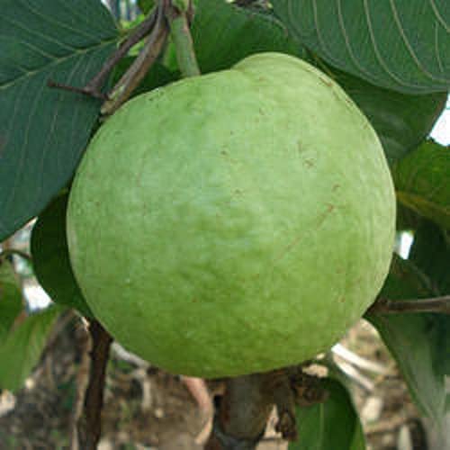 Allahabad Safeeda Guava Fruit  Plant - Naturemart.in