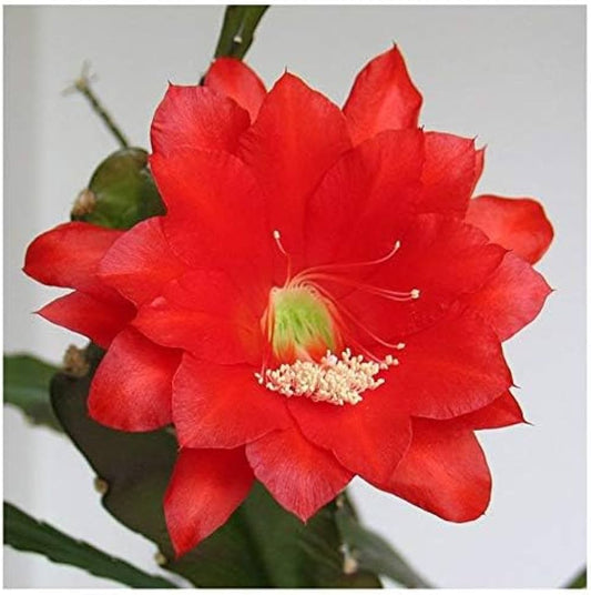 Brahma kamal Red Flower Plant - Naturemart.in