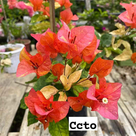 Moonlight Adarna Bougainvillea (new Rare variety)