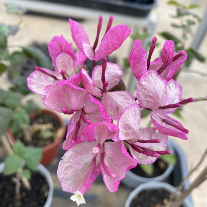 Black Maria Bougainvillea plant