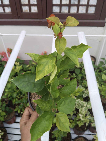 Moonlight Adarna Bougainvillea (new Rare variety)
