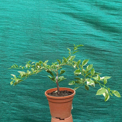 Pink Patch Bougainvillea flower plant