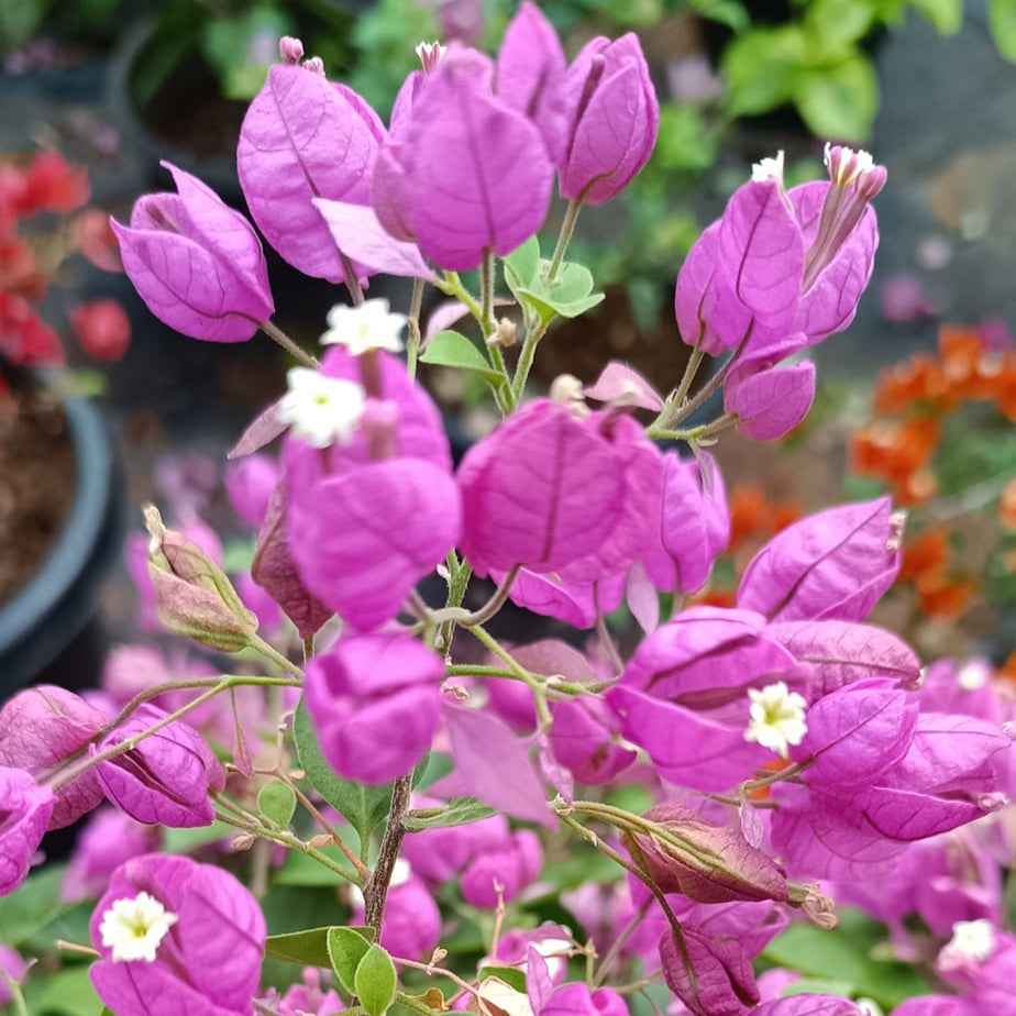 Purple Tanglong Bougainvillea flower plant