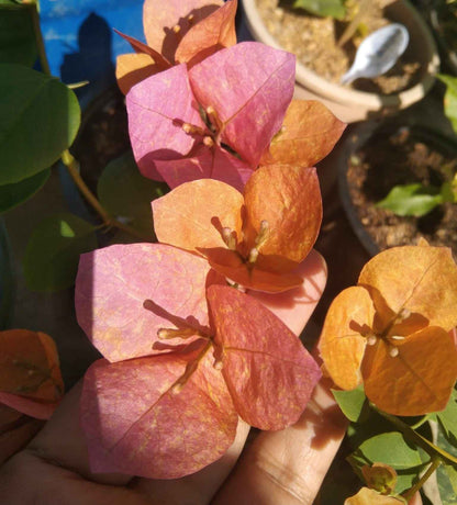 Vietnam Mix Bougainvillea flower plant