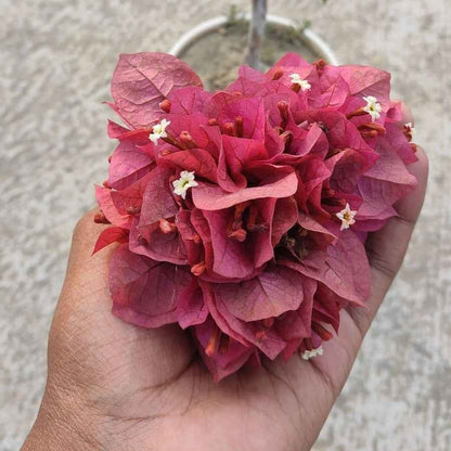 Chocolate Brown Bougainvillea flower plant