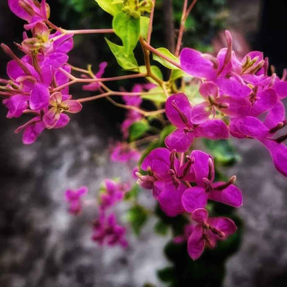 Fatima Pink Bougainvillea flower plant