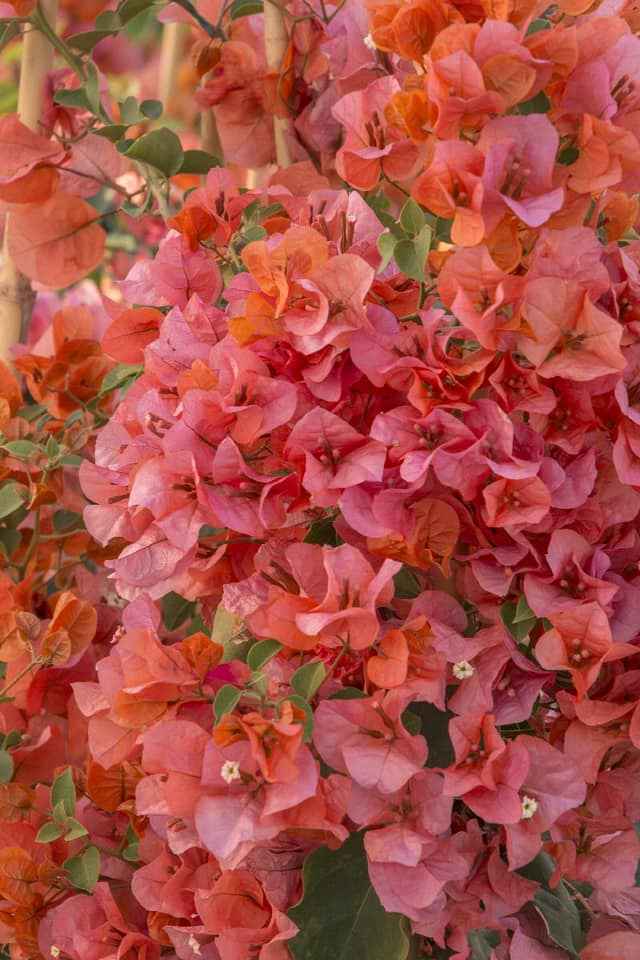 King Orange Bougainvillea flower plant