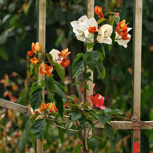 7 Star Bougainvillea flower plant