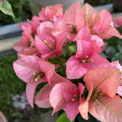 Kayata Bougainvillea flower plant
