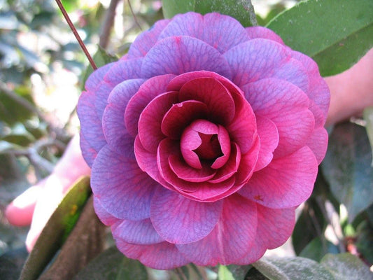 CAMELLIA FLOWERS PLANTS - Naturemart.in